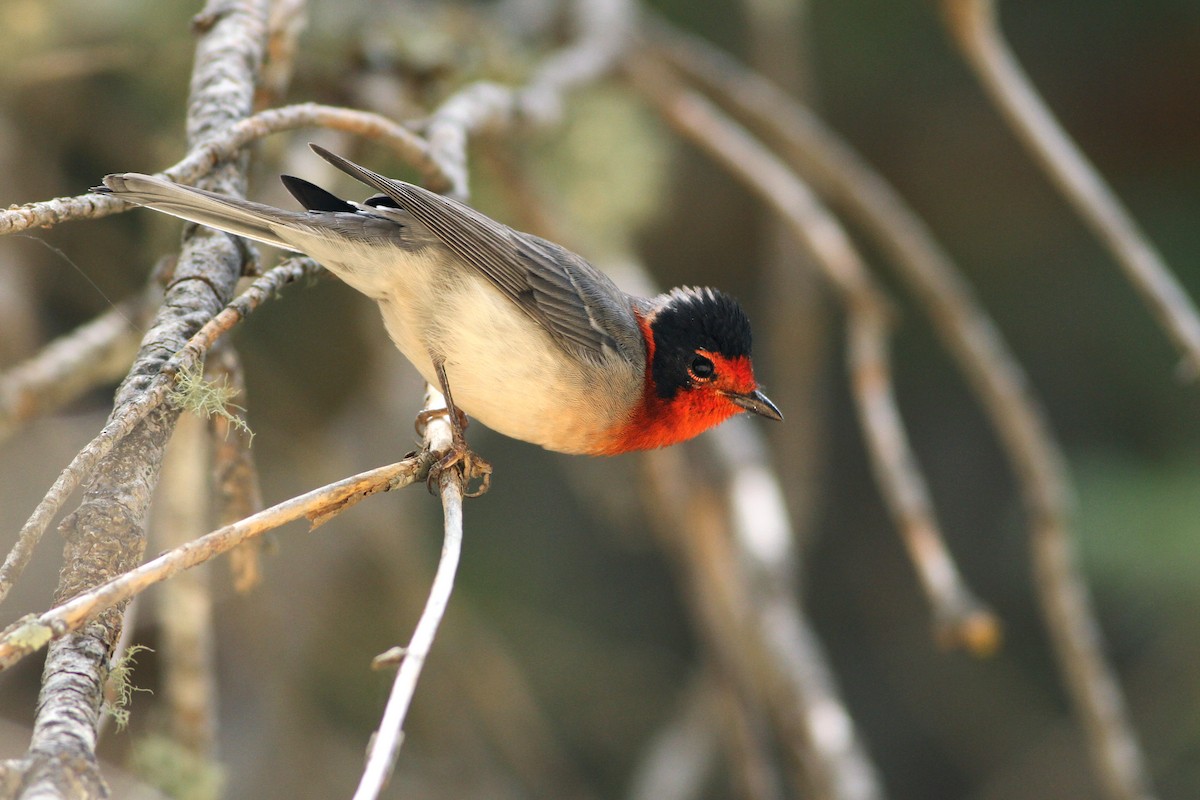 Red-faced Warbler - ML173647381