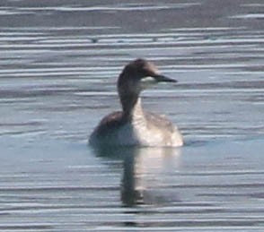 Eared Grebe - ML173648221