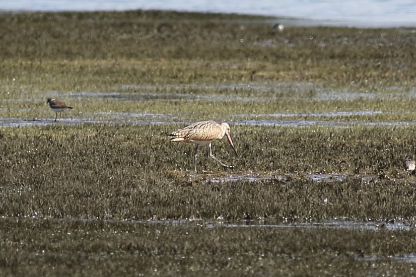 Marbled Godwit - ML173648631