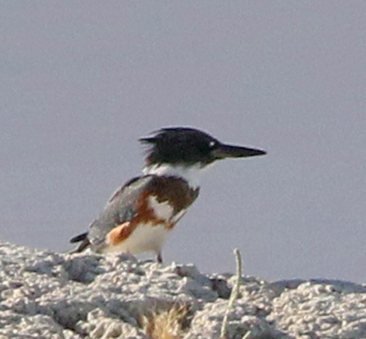 Belted Kingfisher - ML173648791