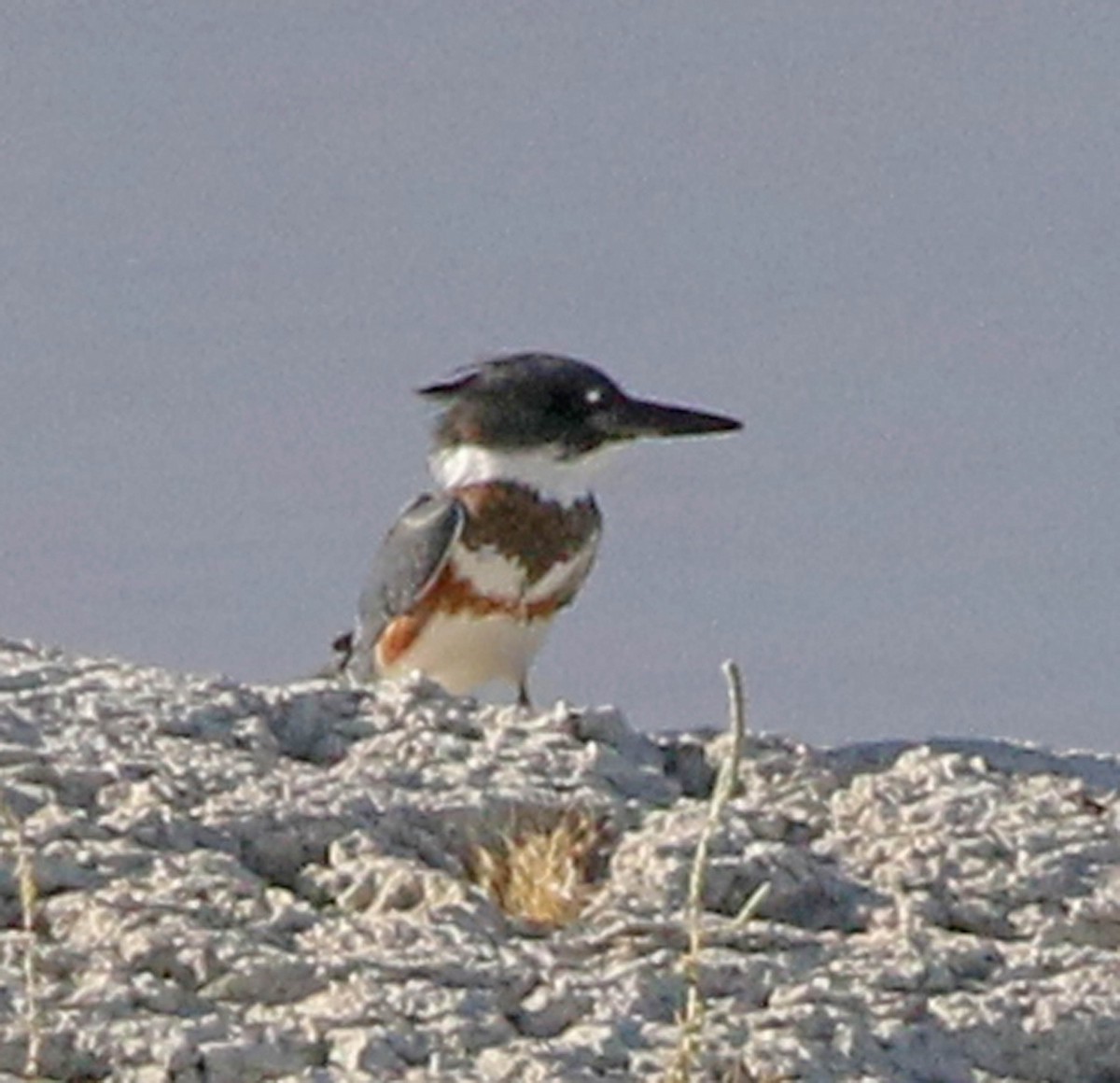 Belted Kingfisher - ML173648801