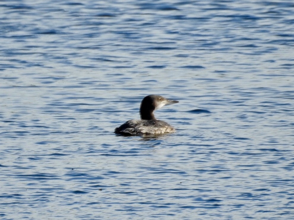 Common Loon - ML173648891