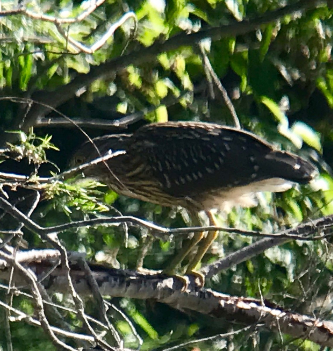 Black-crowned Night Heron - ML173649931