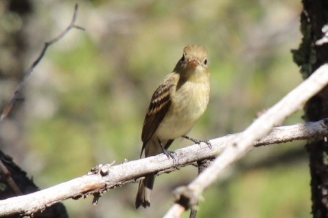 Western Flycatcher (Cordilleran) - ML173650691