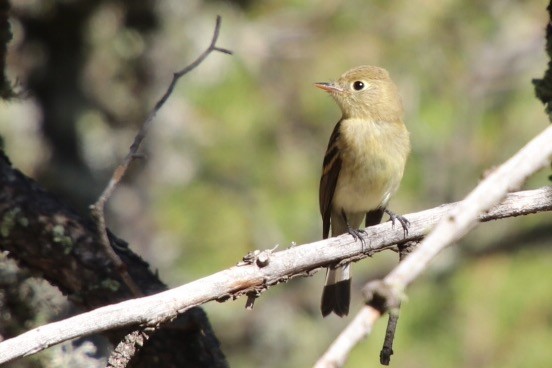 Western Flycatcher (Cordilleran) - ML173650701