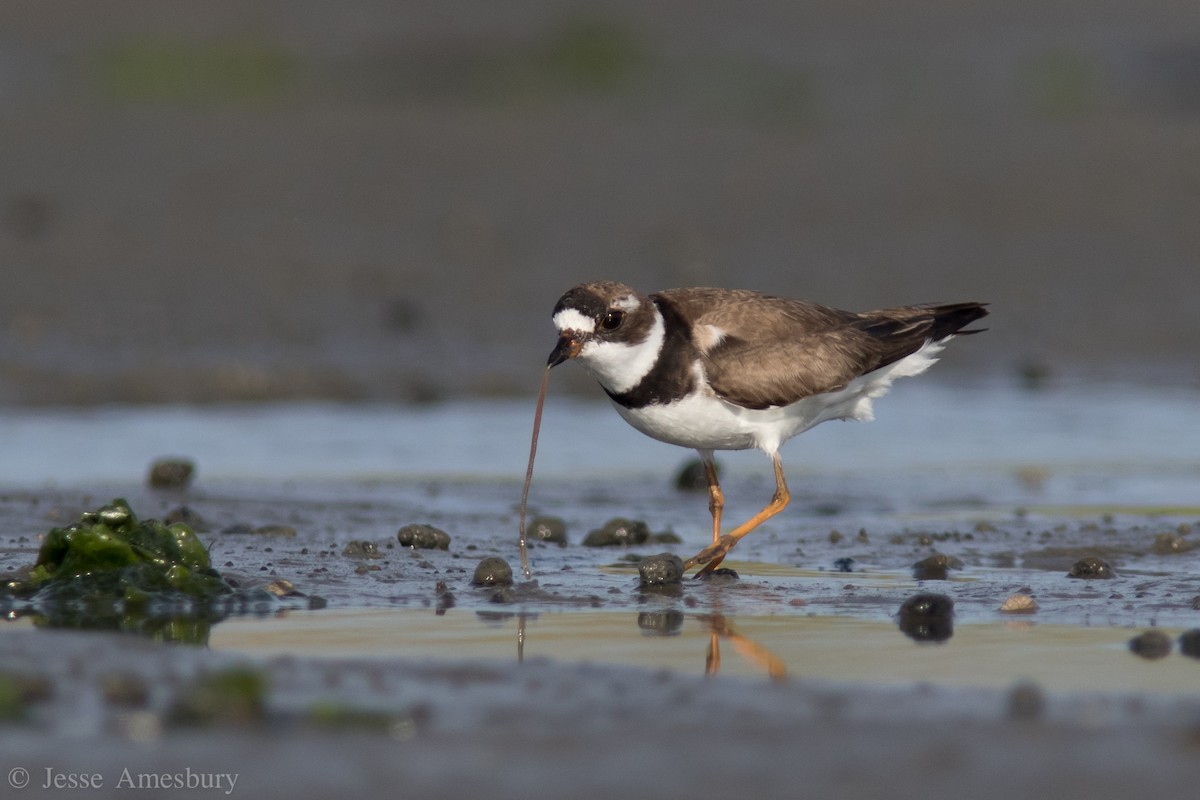 Semipalmated Plover - Jesse Amesbury