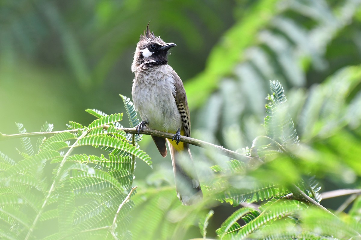 Bulbul Cariblanco - ML173651071