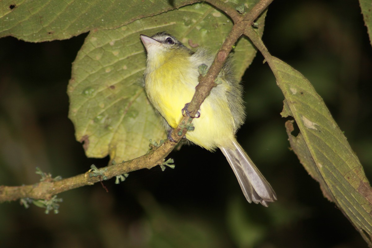 tanımsız Tolmomyias sp. - ML173651171