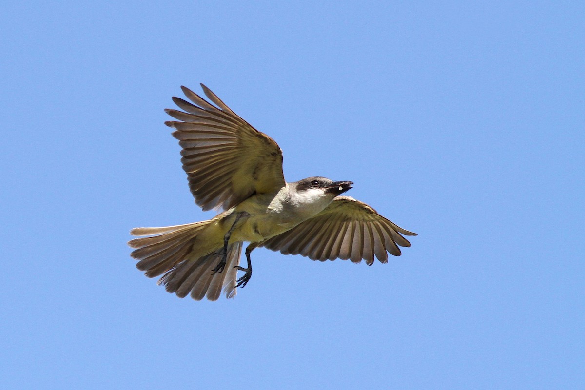 Thick-billed Kingbird - Evan Lipton