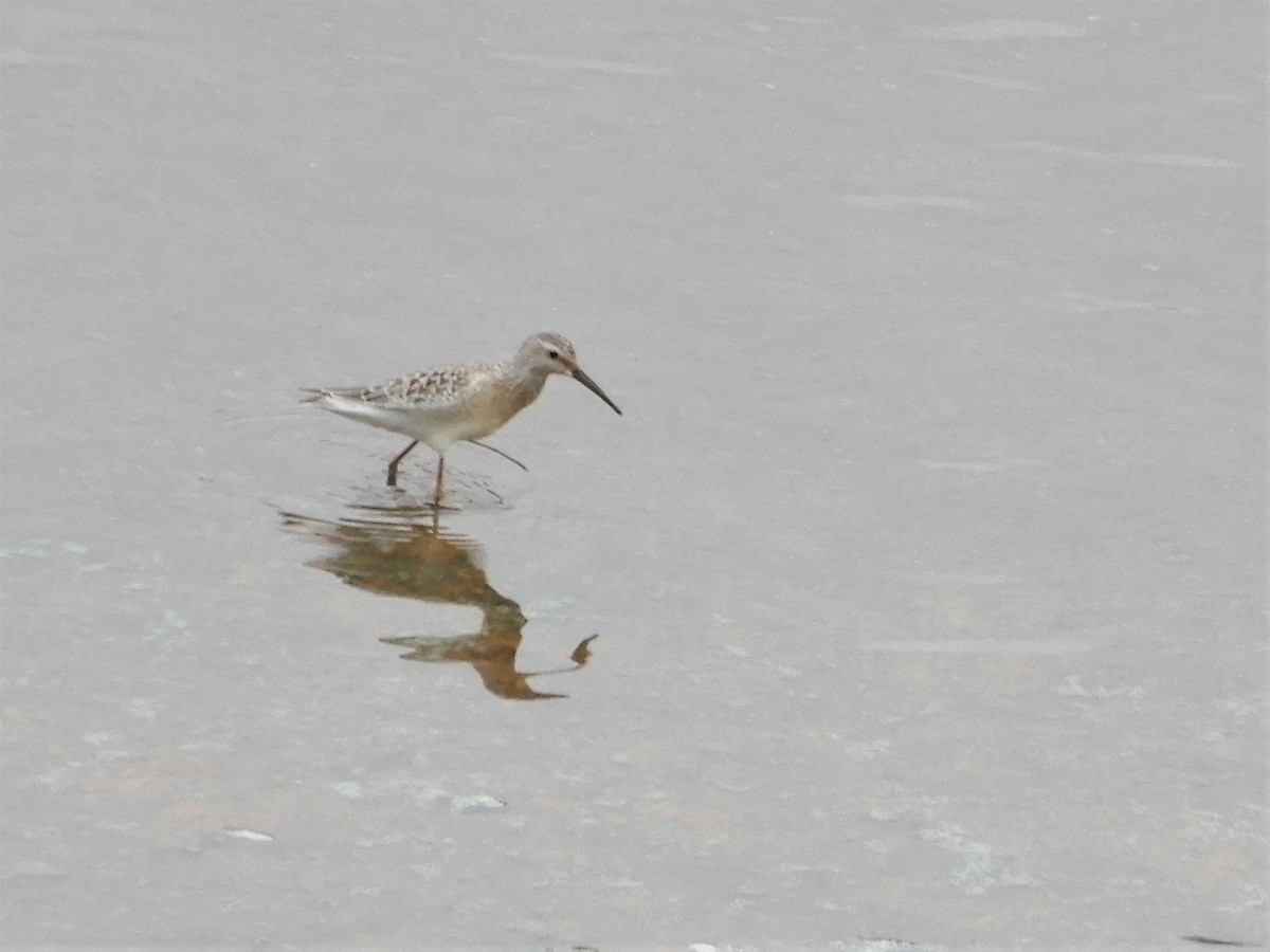 Stilt Sandpiper - ML173652811