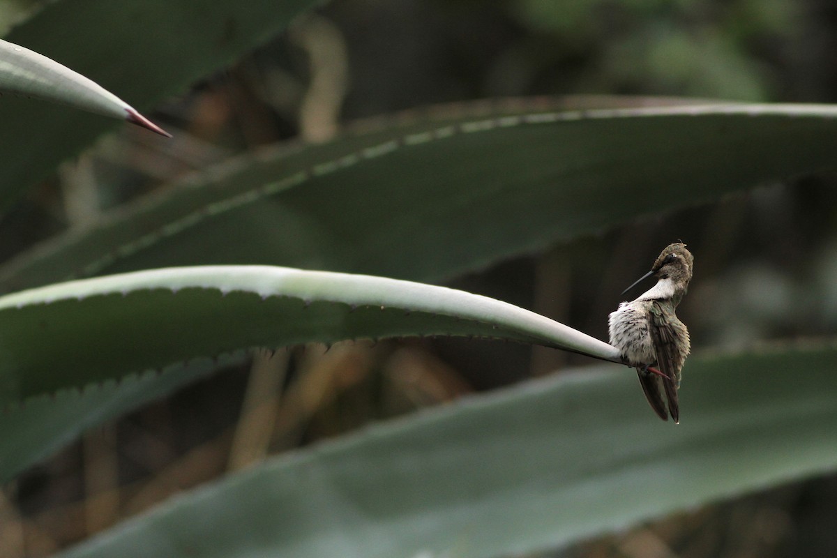 Costa's Hummingbird - Evan Lipton