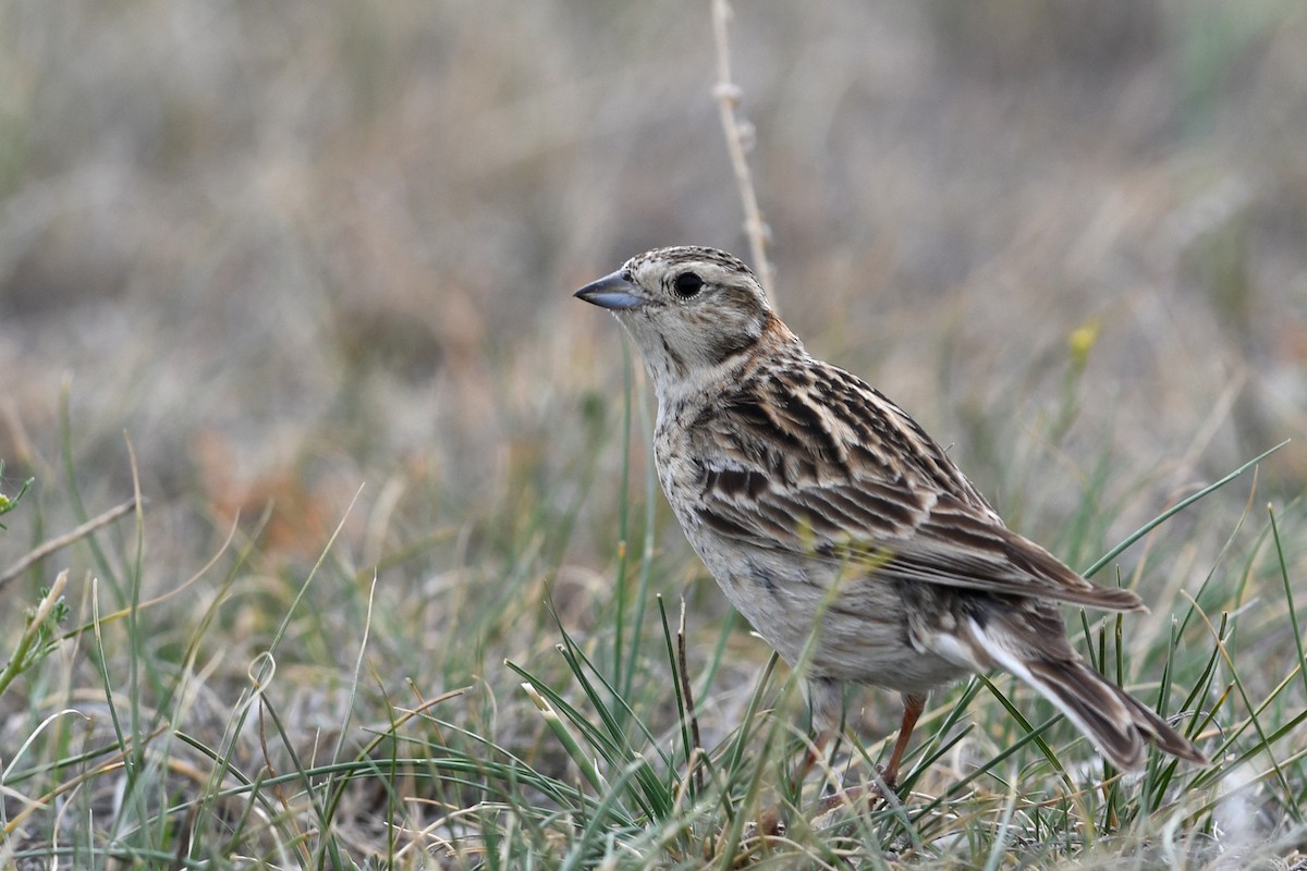 Chestnut-collared Longspur - ML173654841