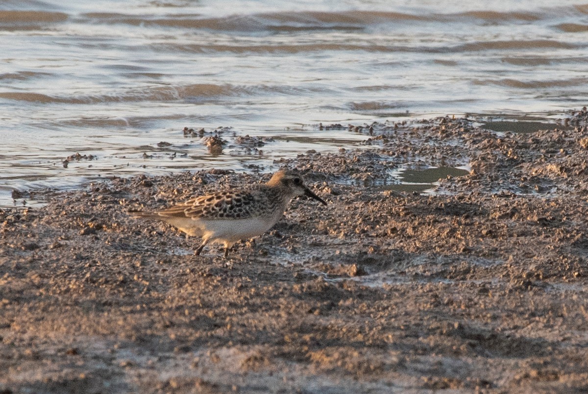 Baird's Sandpiper - ML173656261