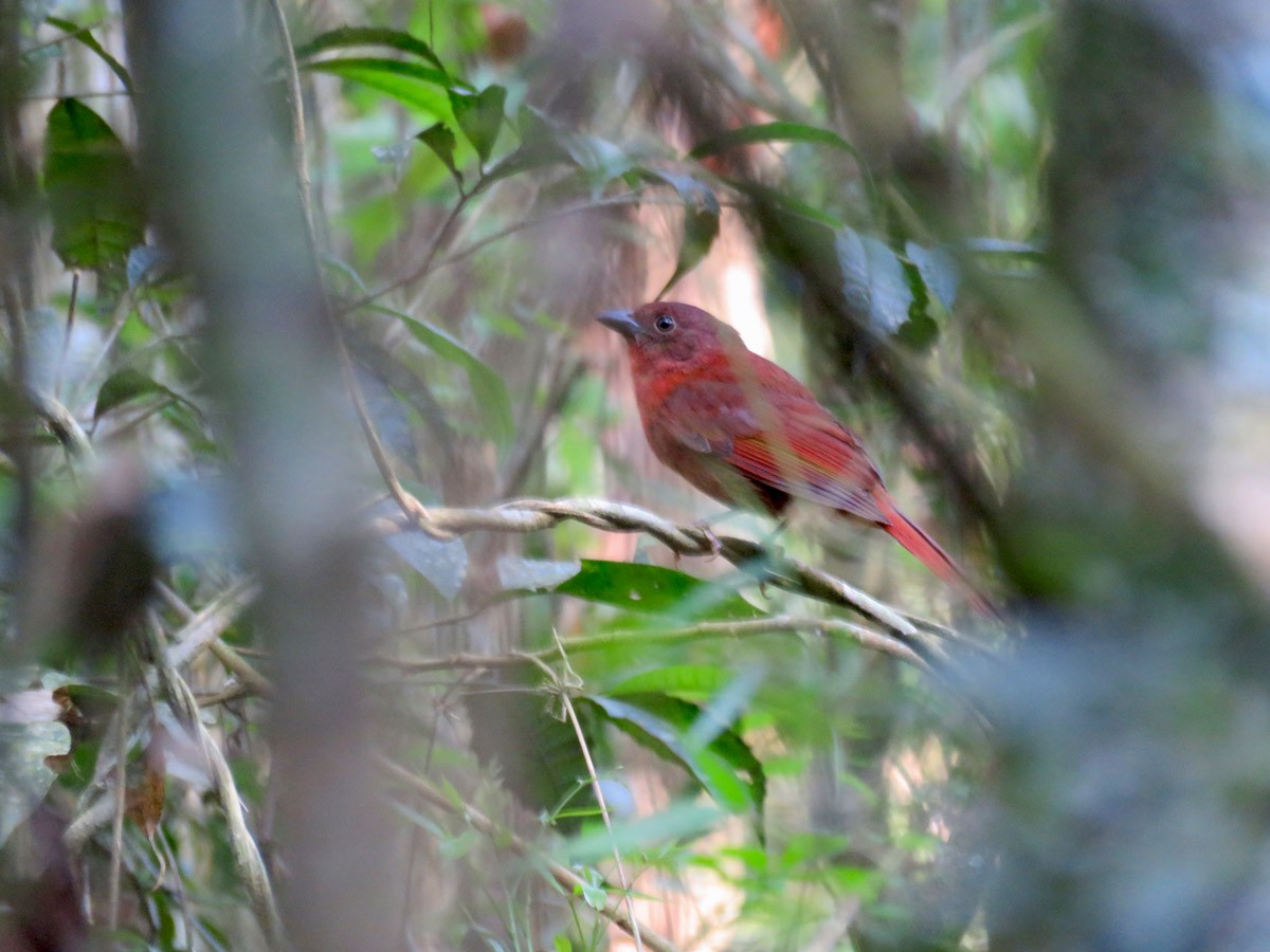 Red-crowned Ant-Tanager - Adrian Antunez