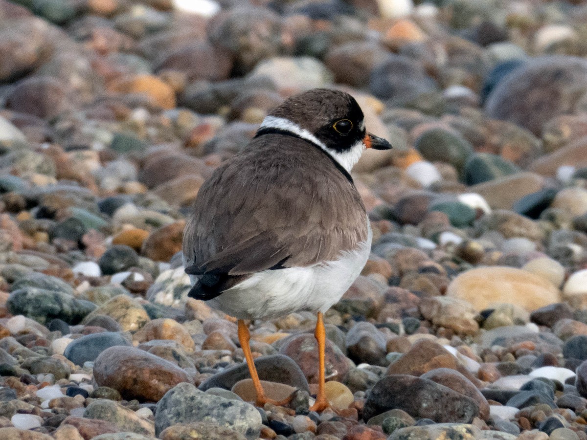 Semipalmated Plover - ML173658261