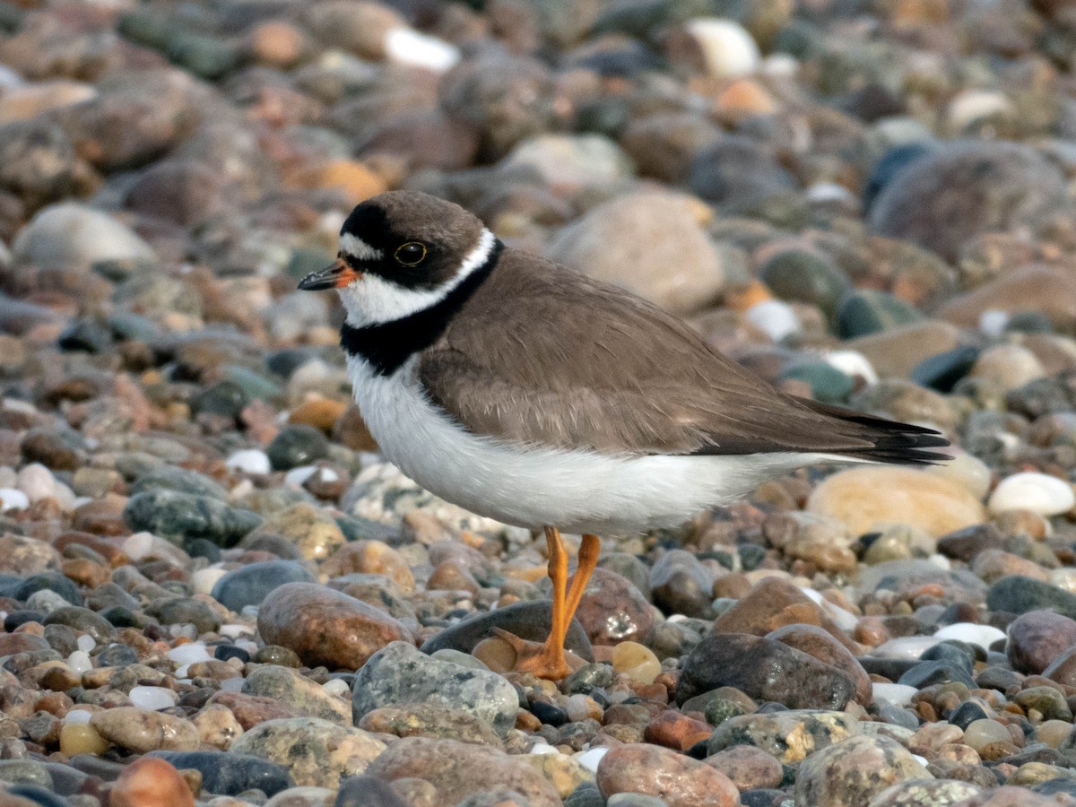 Semipalmated Plover - ML173658271