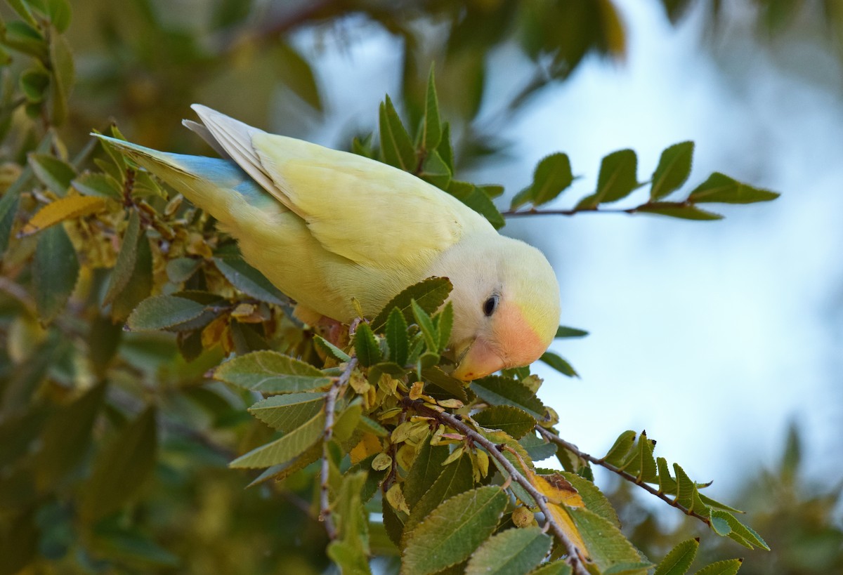 Rosy-faced Lovebird - Ryan O'Donnell