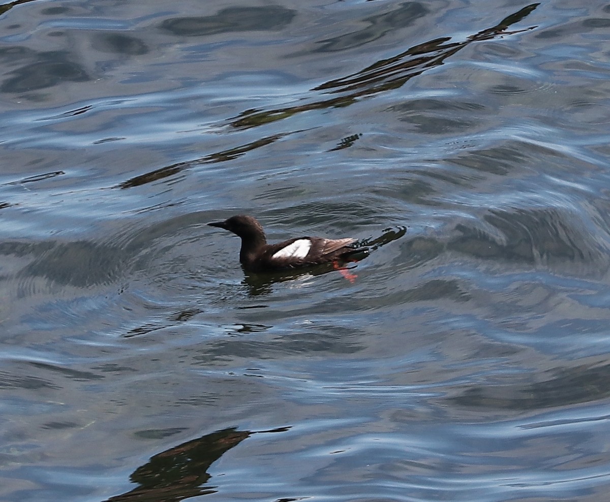 Black Guillemot - ML173659211