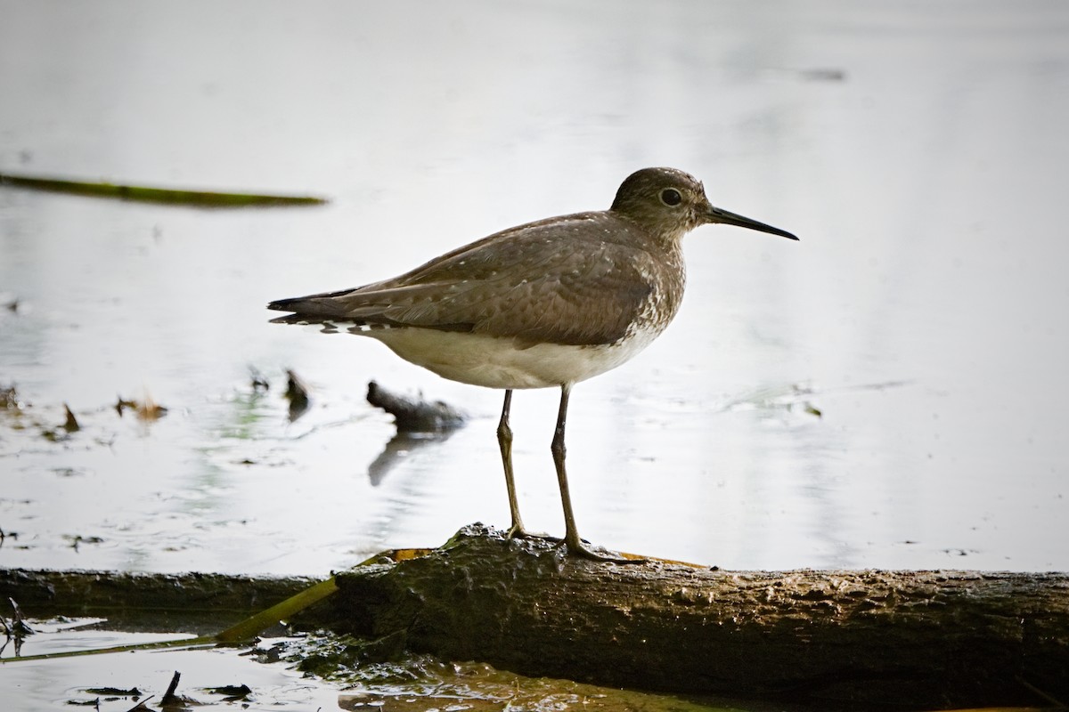 Spotted Sandpiper - ML173659221