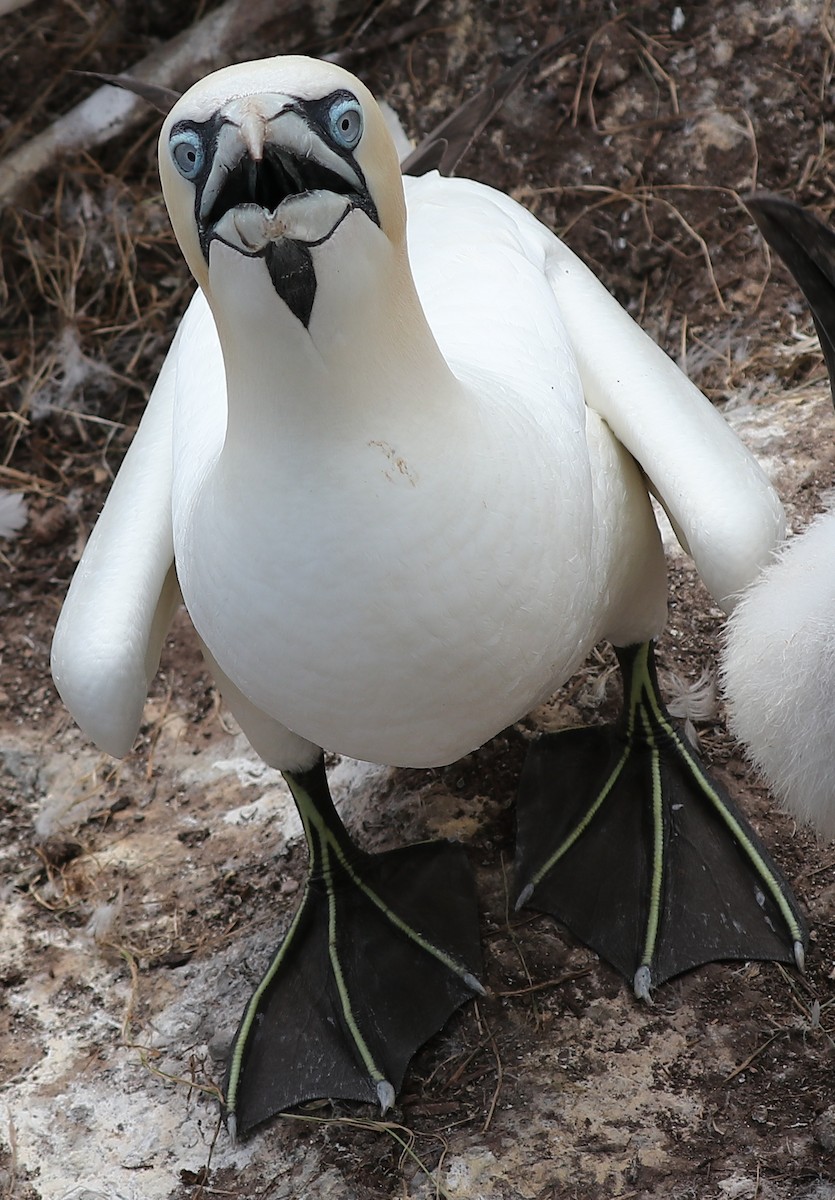 Northern Gannet - ML173659311