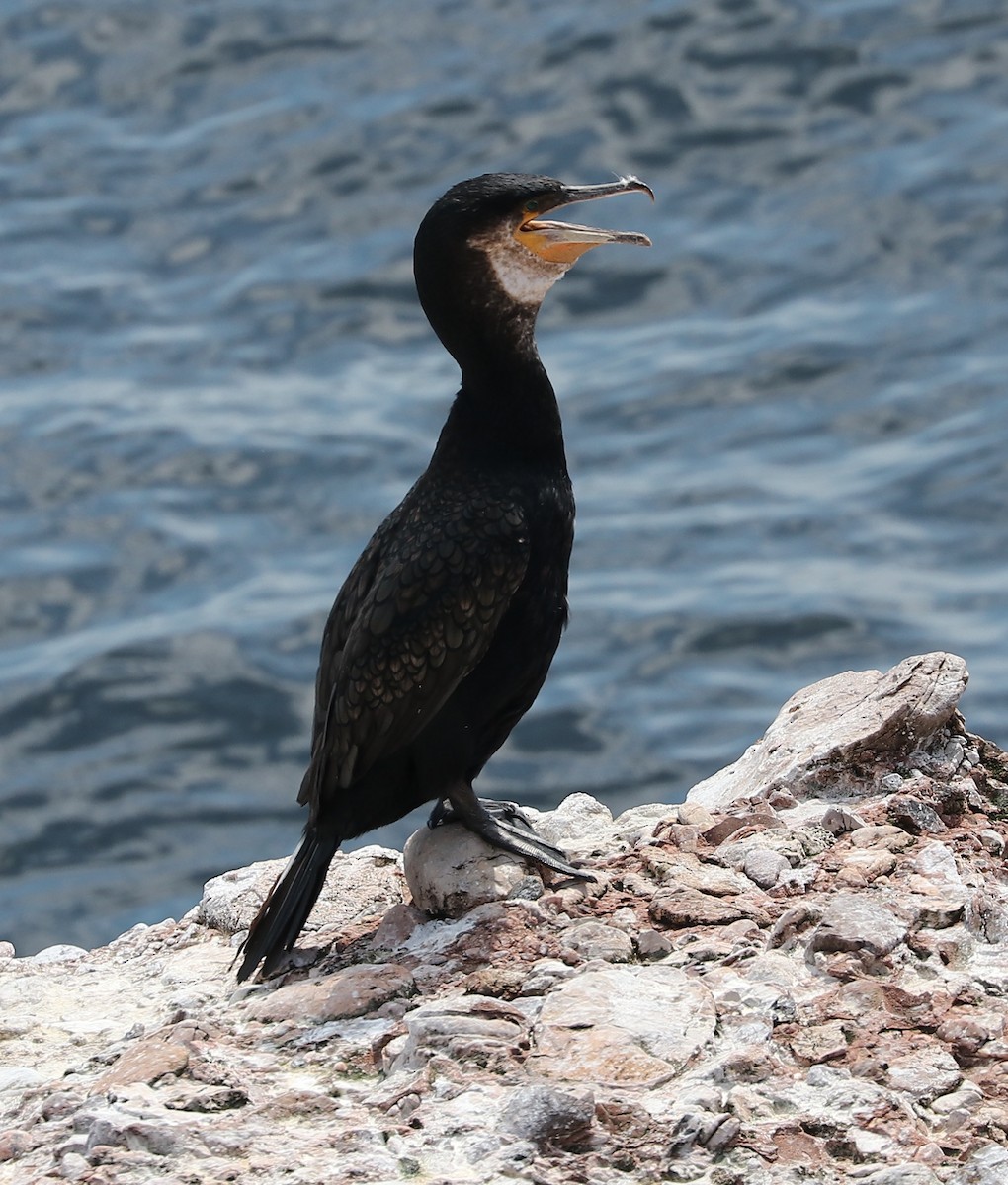 Great Cormorant - ML173659621