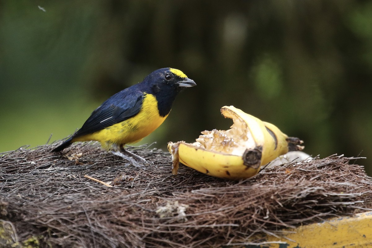 Spot-crowned Euphonia - Ryan Zucker