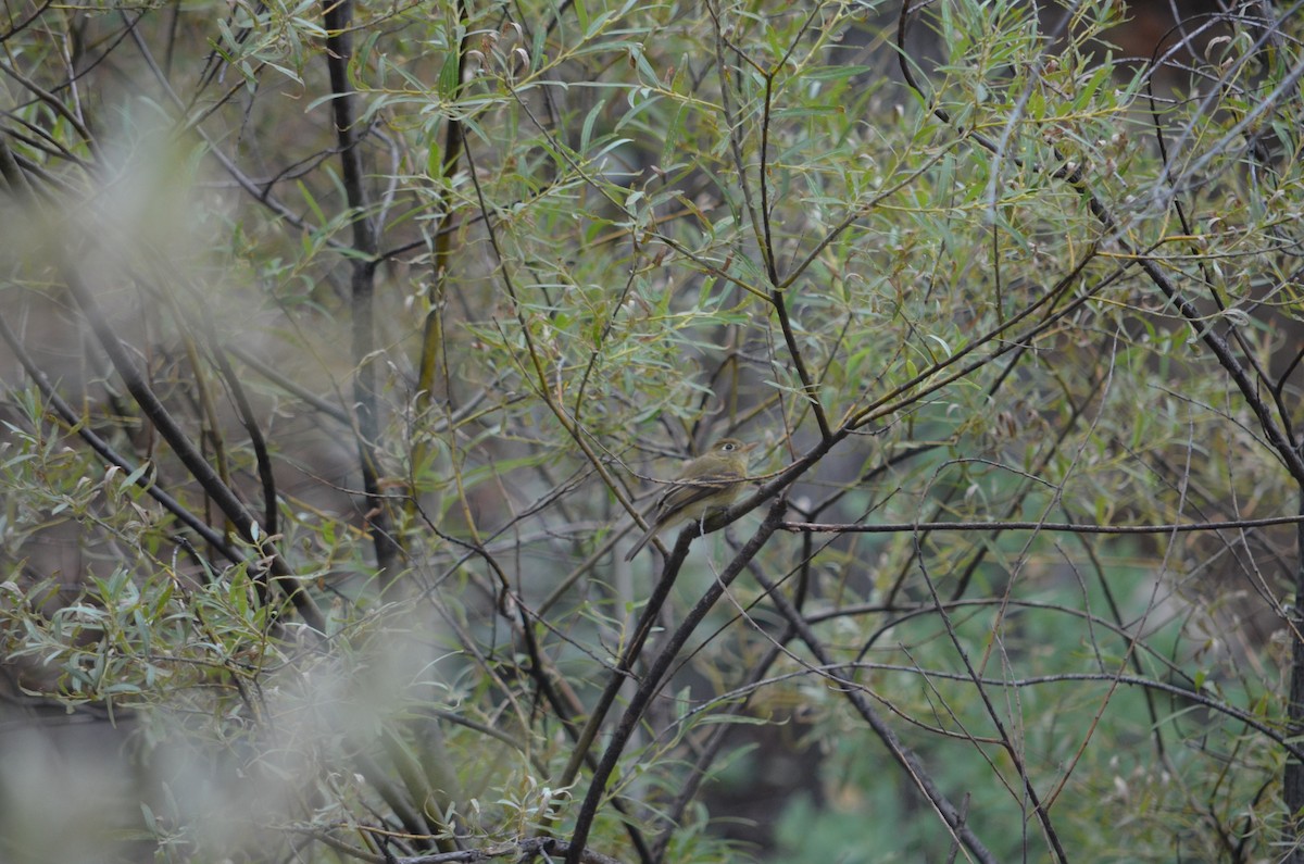 Western Flycatcher (Cordilleran) - ML173660331