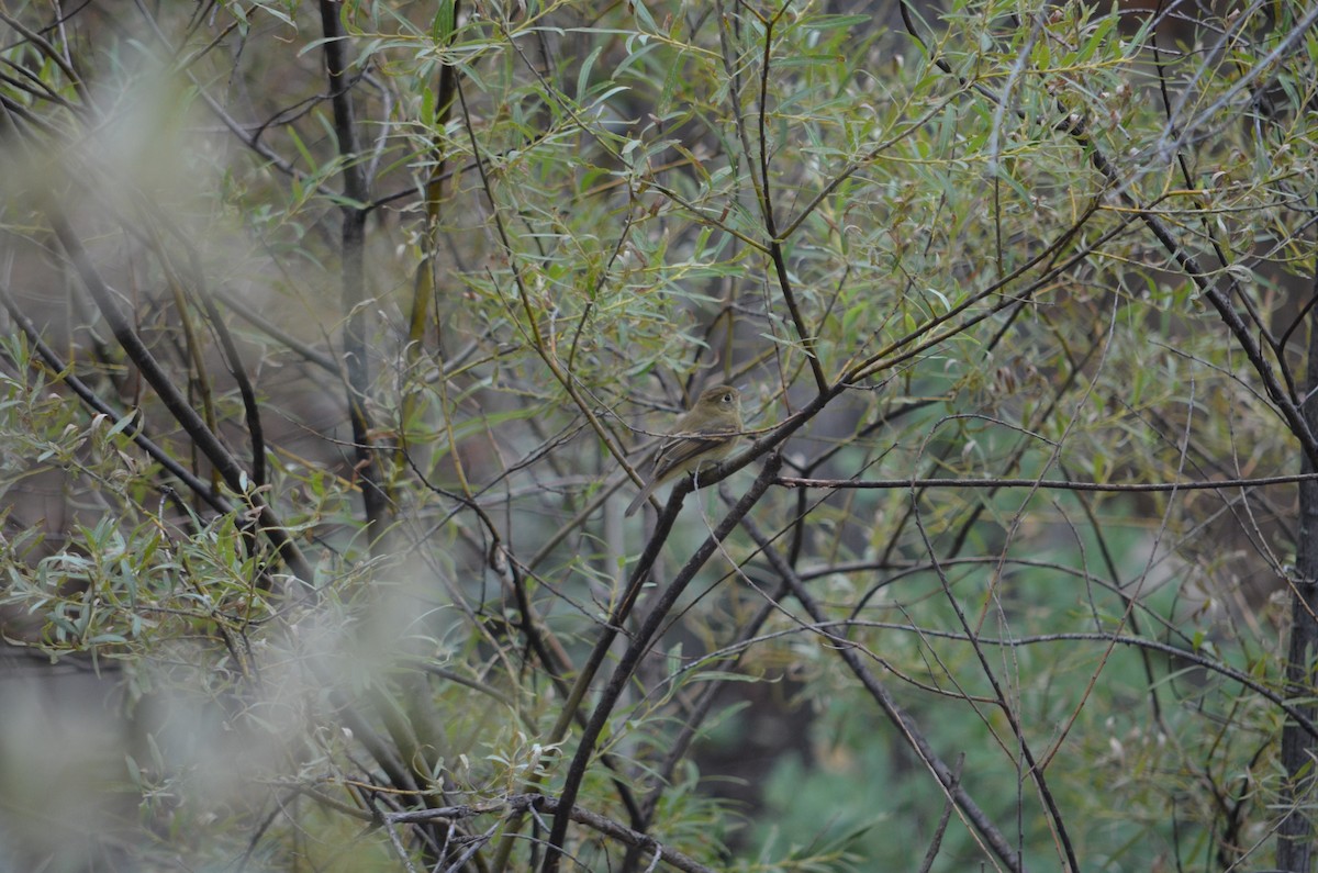 Western Flycatcher (Cordilleran) - ML173660371