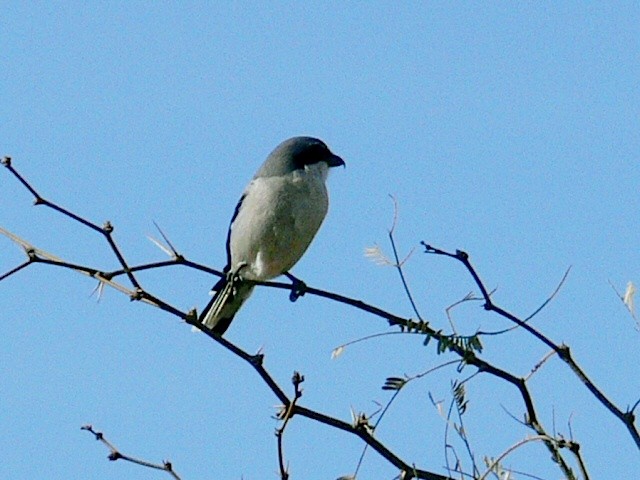 Loggerhead Shrike - ML173660551