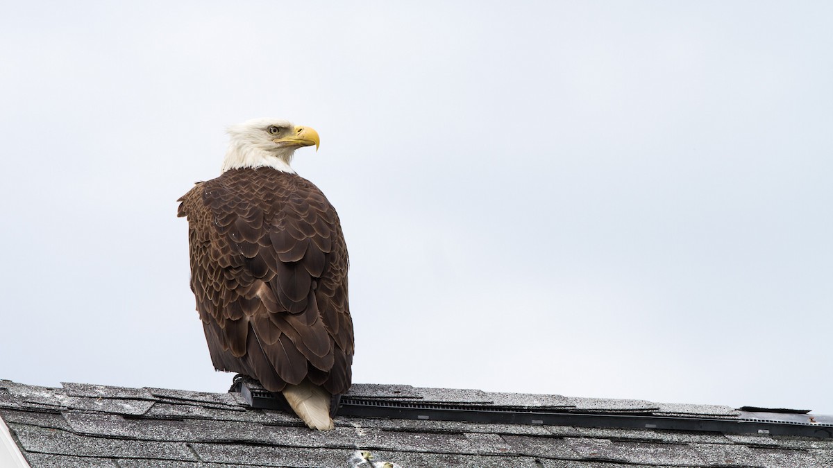 Bald Eagle - Fyn Kynd