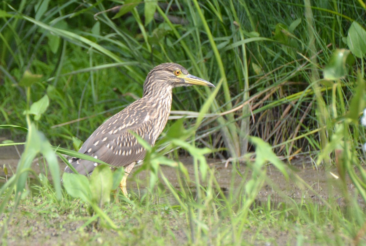 Black-crowned Night Heron - carole muir-norrie