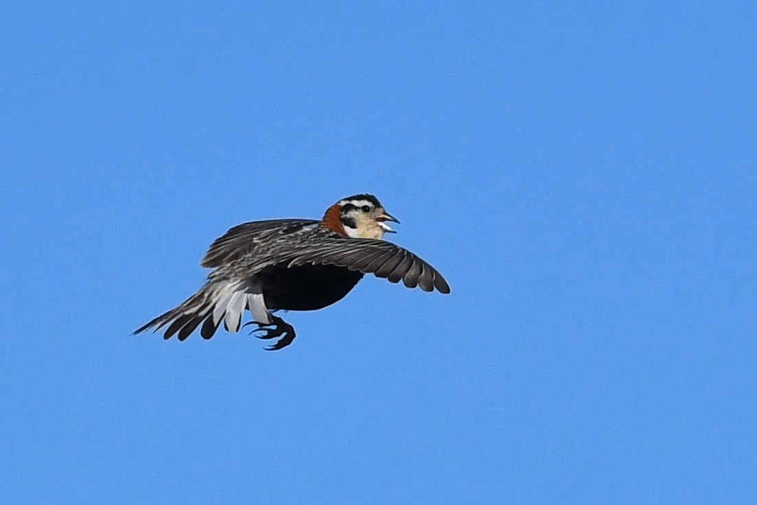 Chestnut-collared Longspur - ML173662221