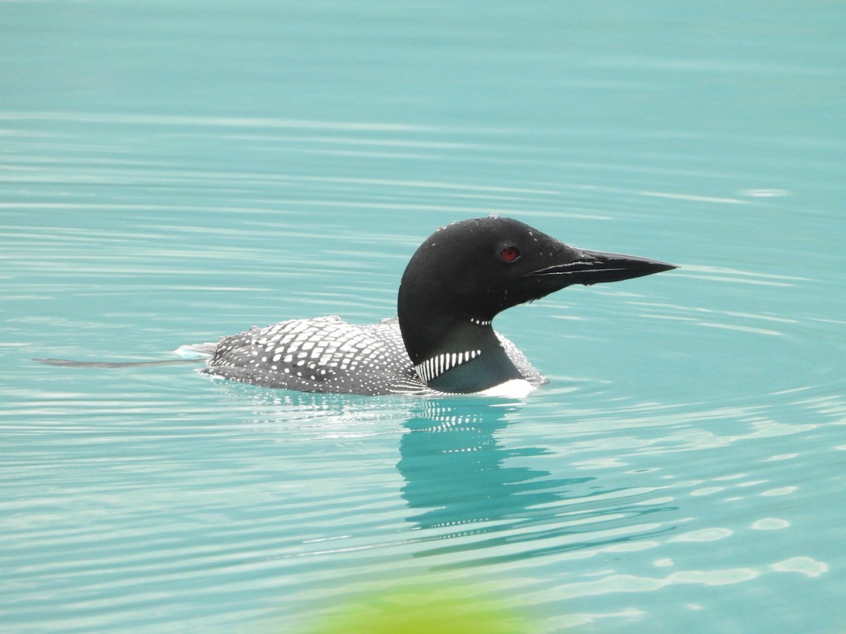 Common Loon - A Huang Winoto