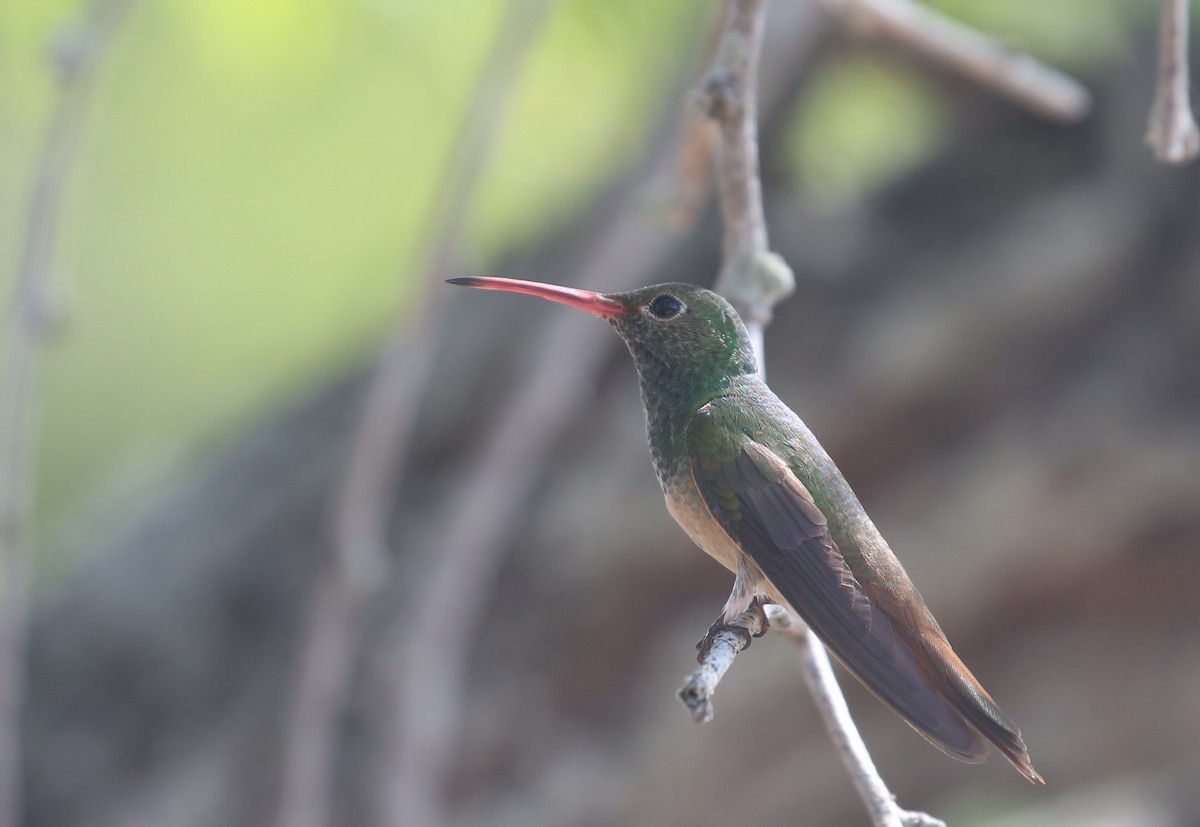 kolibřík yukatanský - ML173664061