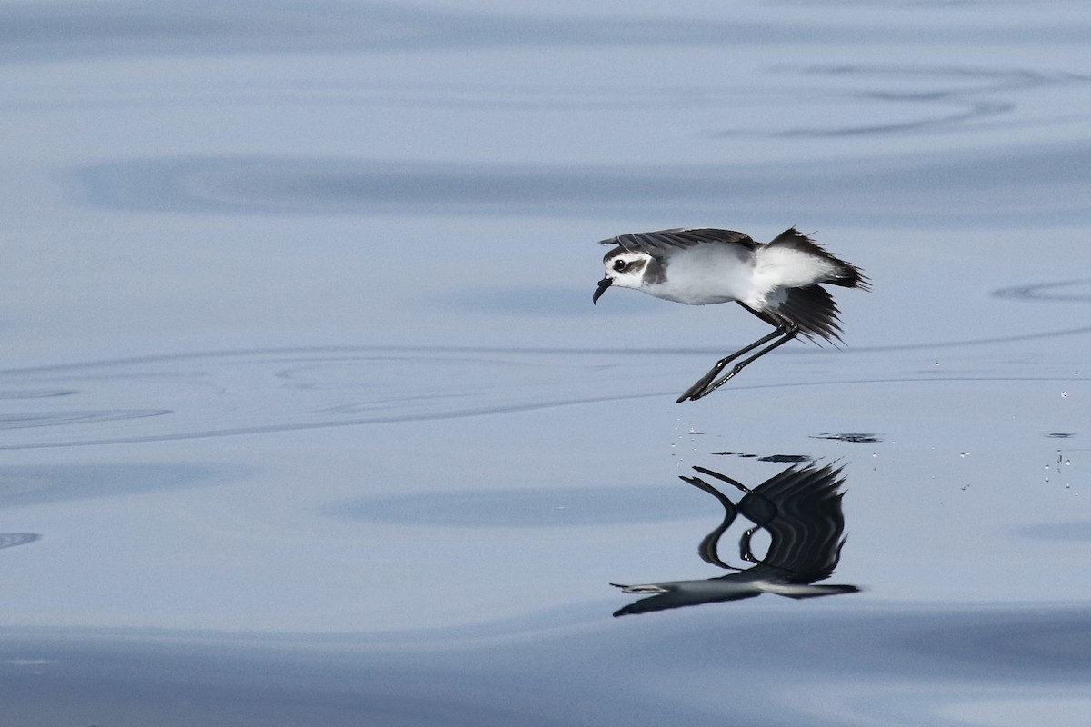 White-faced Storm-Petrel - Ryan Zucker