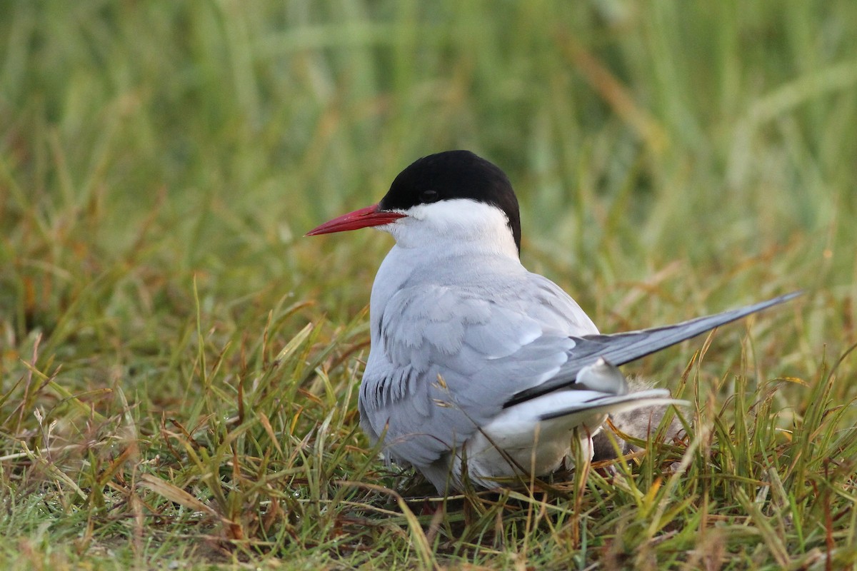 Arctic Tern - Andy Wilson