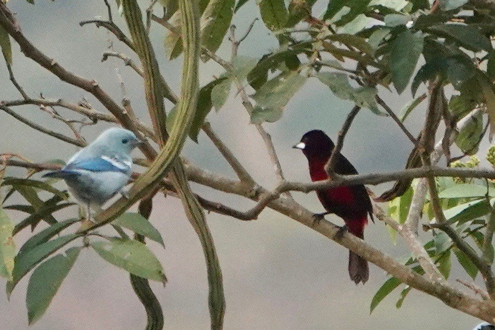 Black-bellied Tanager - Peter Gagarin