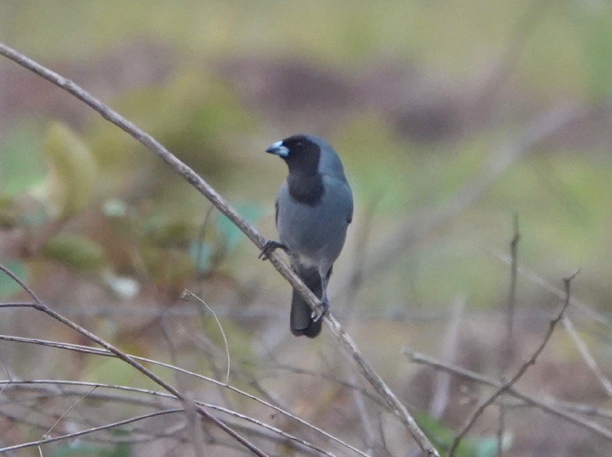 Black-faced Tanager - Peter Gagarin