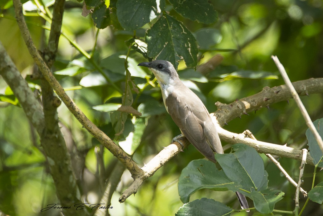 Dark-billed Cuckoo - ML173666991