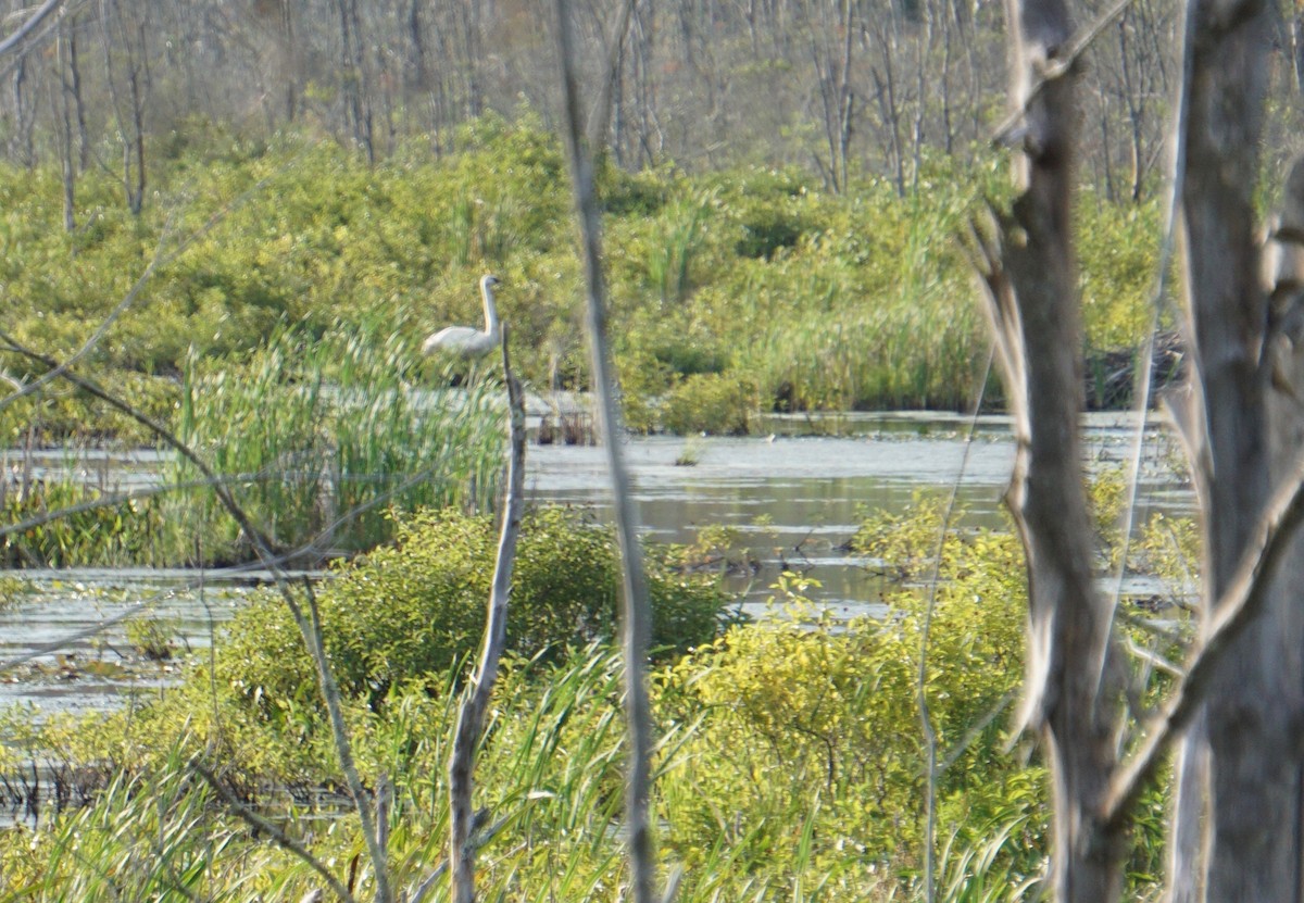 Trumpeter Swan - ML173667581