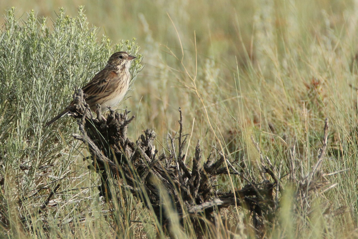 Vesper Sparrow - ML173667781