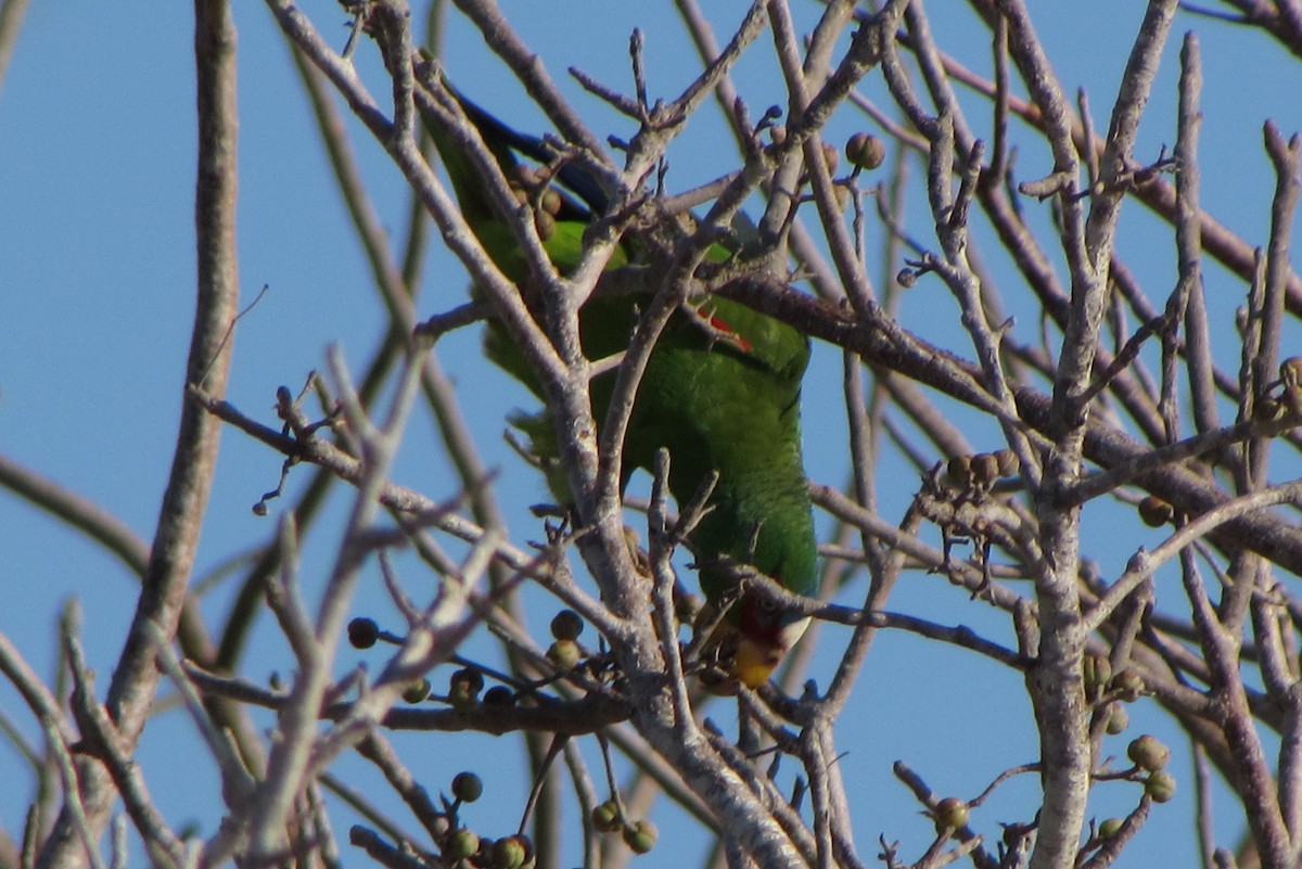 White-fronted Parrot - ML173667851