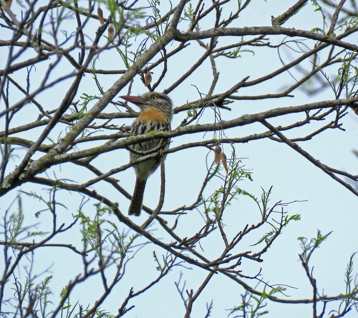 Spot-backed Puffbird - Rosemary Lloyd