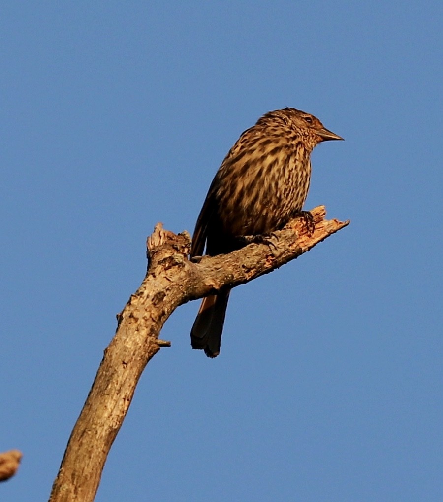 Red-winged Blackbird - Lenore Charnigo