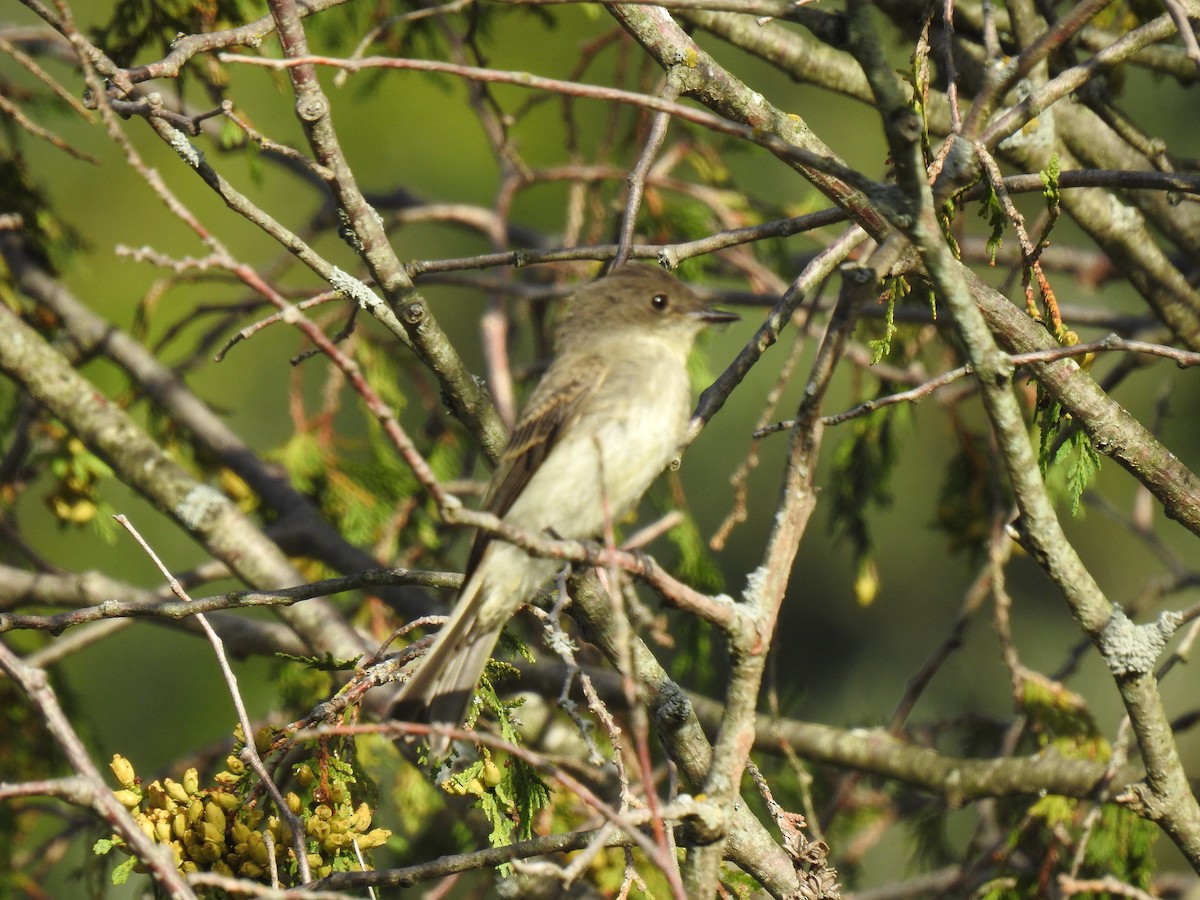 Alder Flycatcher - ML173669271