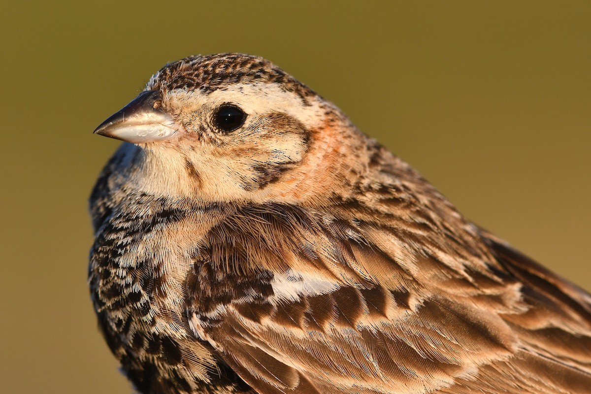 Chestnut-collared Longspur - ML173669791