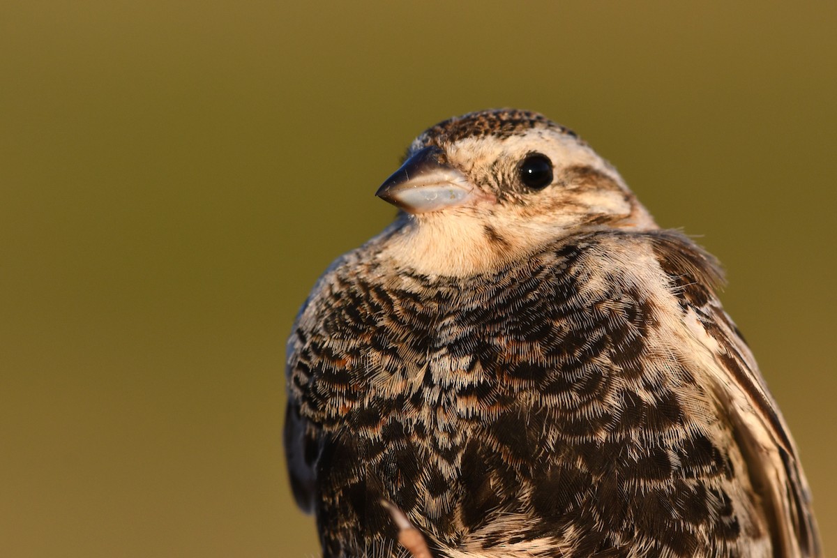 Chestnut-collared Longspur - ML173669801