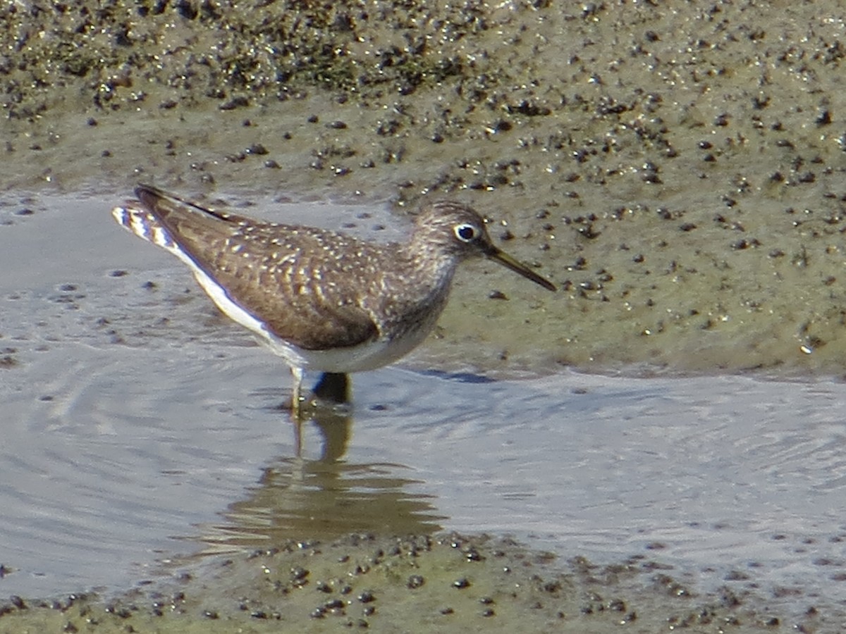 Solitary Sandpiper - ML173669921