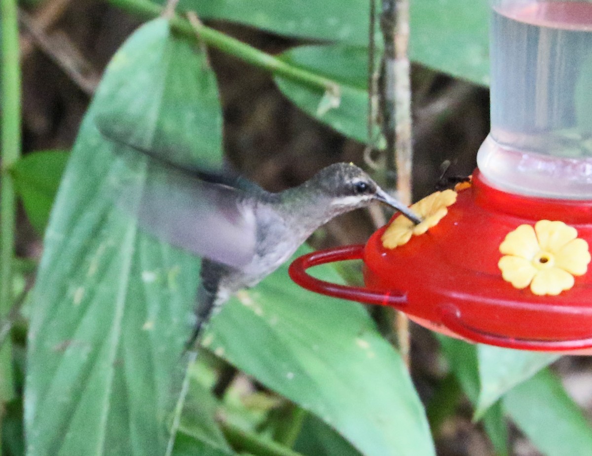 kolibřík běloknírkový - ML173670461