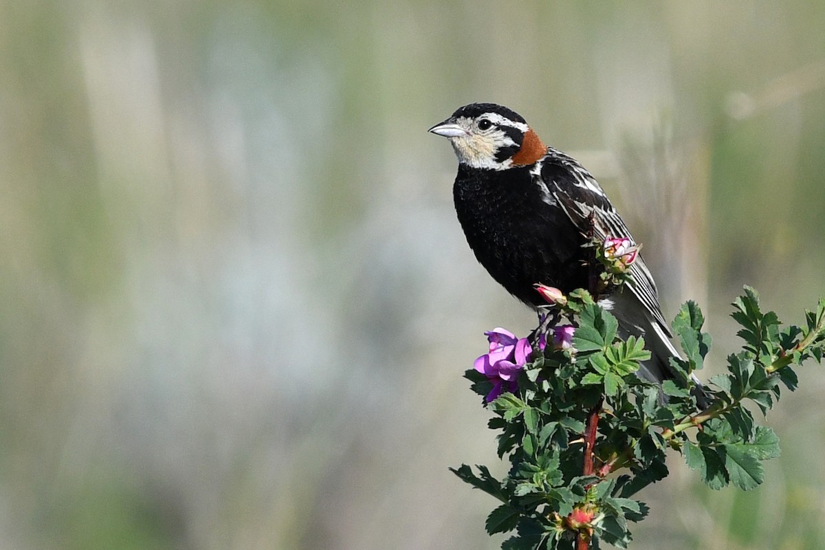 Chestnut-collared Longspur - ML173670641